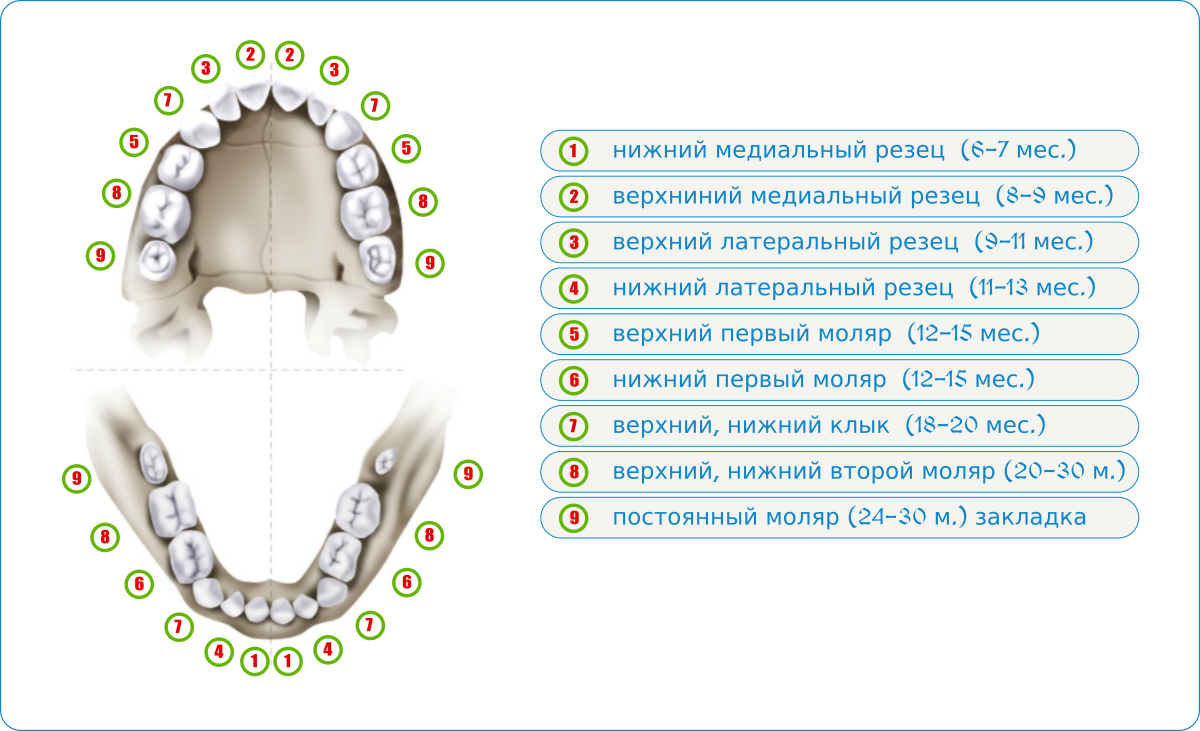 У ребенка прорезывается коренной зуб. Коренные молочные зубы у детей порядок прорезывания. Схема прорезывания коренных зубов. 6 Зубы снизу коренные. Зубы у детей порядок прорезывания коренных зубов 6 лет.