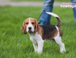 Как да научите куче да седи без много усилия?