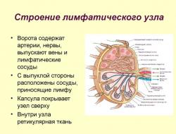 Ku janë nyjet limfatike në qafë dhe si të kontrolloni gjendjen e tyre, duke ditur diagramin e vendndodhjes