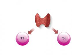 Хормони на щитовидната жлеза: описание и характеристики, норма и отклонения